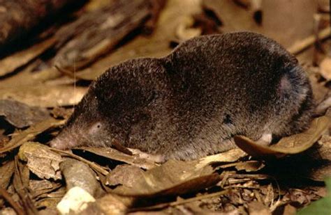 Southern Short Tailed Shrew Alchetron The Free Social Encyclopedia