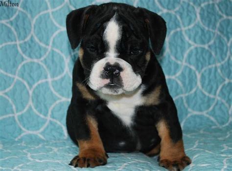 AKC BLACK TRI ENGLISH BULLDOG PUPPIES AVAILABLE for Sale in Corbin ...