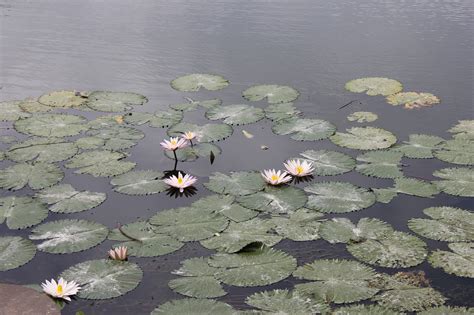 Lily Pond Free Photo On Pixabay Pixabay