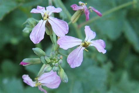 Посев сидератов осенью: когда и какие сеять под зиму