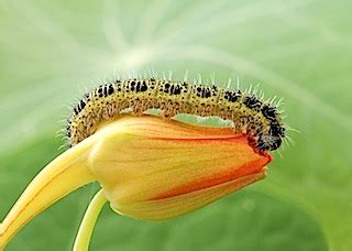 Allotment Heaven: Large White butterfly pupa