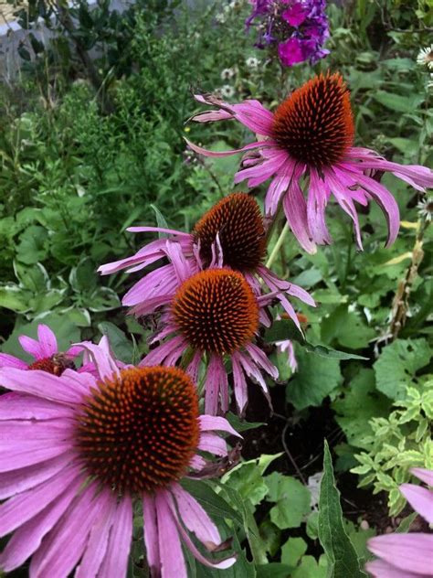 Эхинацея Пурпурная Echinacea Purpurea – Telegraph
