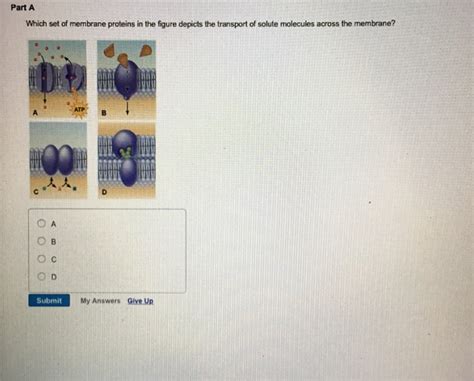 Solved Which Set Of Membrane Proteins In The Figure Depicts Chegg