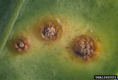 Citrus Canker Xanthomonas Citri