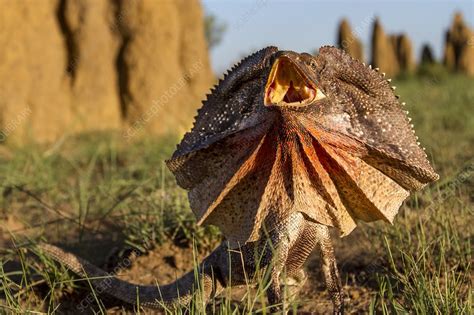 Frill-neck lizard displaying - Stock Image - C038/8216 - Science Photo ...