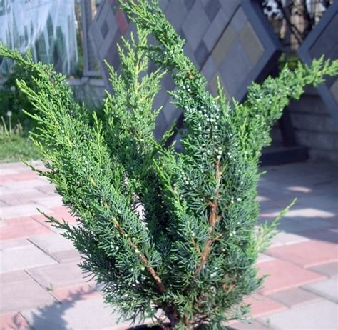 Саженцы можжевельника блау купить в Москве по цене от 437 рублей