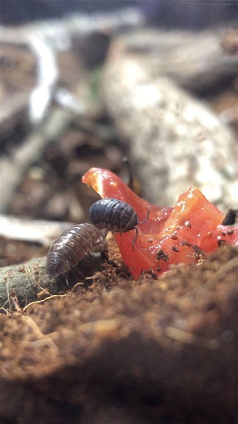 Feeding time 🥰 : r/isopods