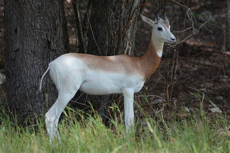 Definitive Guide To Dama Gazelle Facts Habitat Conservation Status