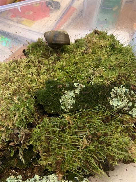 Who Is This Pretty Moss Rplantidentification