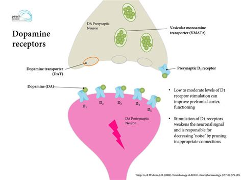 Neurobiology of ADHD: Key Insights into Brain Function | Psych Scene Hub
