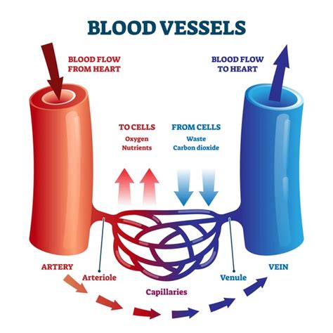thousand blood vessels diagram royalty  images stock  pictures shutterstock