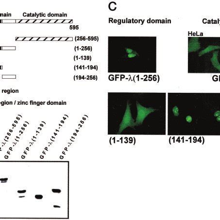 Expression and subcellular localization of GFP fusion proteins ...