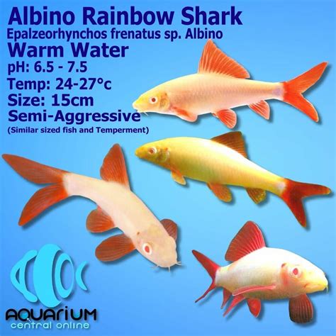 Albino Shark Freshwater