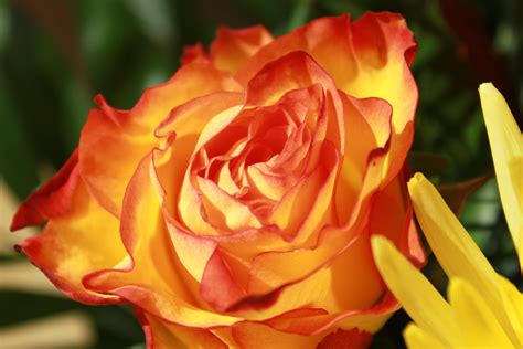 3840x2160 wallpaper | yellow orange flowers | Peakpx