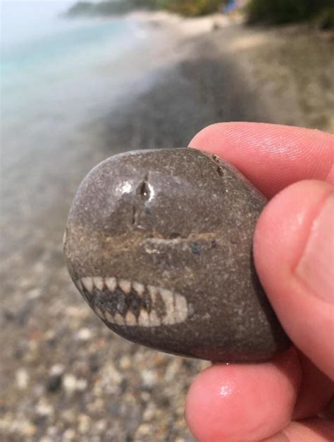 Fuck You Im A Rock R Fuckyouimashark