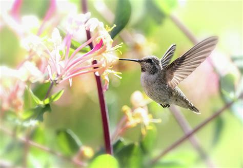 Hummingbird And Spring Flowers Photograph By Saija Lehtonen Pixels