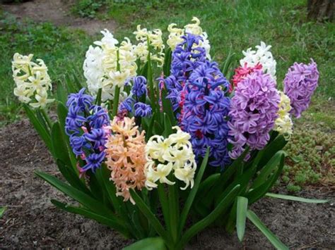 Colorful Spring Flowers and Yard Landscaping Ideas