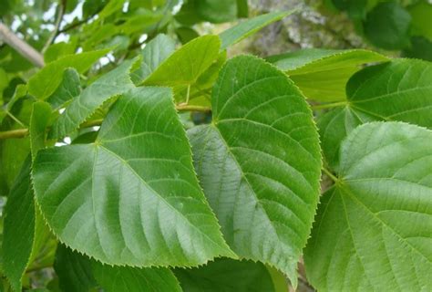 Как размножается липа? Размножение черенками (черенкование ...