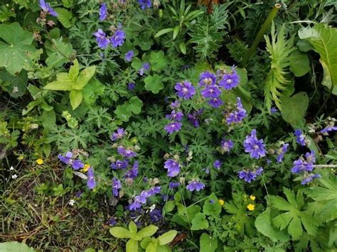 Герань: фото, описание, где растет в дикой природе. Виды герани