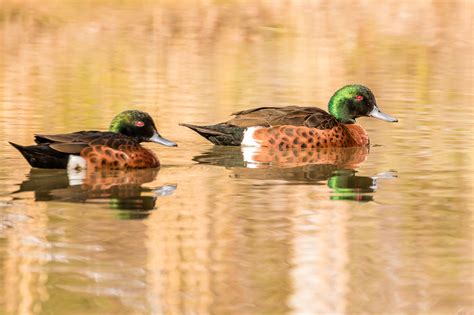 Australian Ducks Australias Wonderful Birds