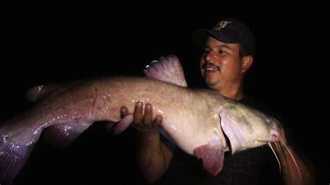 Live Bait Vs Cut Bait Night Fishing For Flathead Catfish YouTube