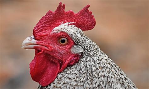 Cuckoo Maran Rooster vs Hen: Male vs Female Compared - AZ Animals