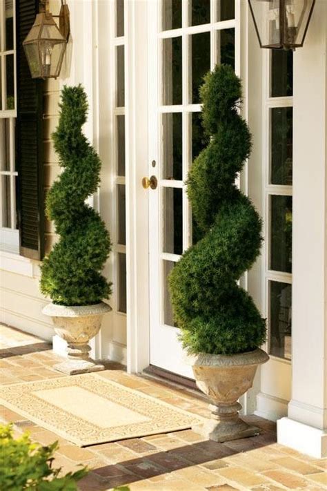 Spiral Alberta Spruce Topiaries in Urns - they add color to the front