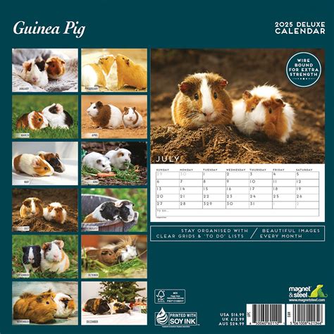 Guinea Pig Deluxe Calendar 2025 | Lords & Labradors