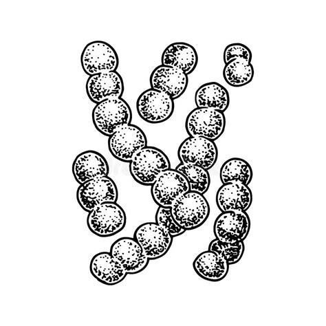 Hand Drawn Probiotic Lactococcus Bacteria Good Microorganism For Human