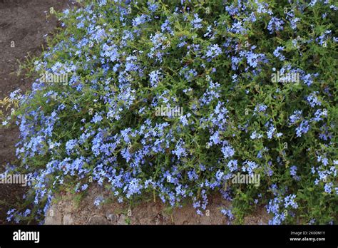 Flowering Plant Of Plumbago Auriculata Cape Leadwort Blue Plumbago Or