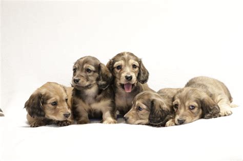 Cream Miniature Dachshund Puppies For Sale Near Me - 25 Colors And ...