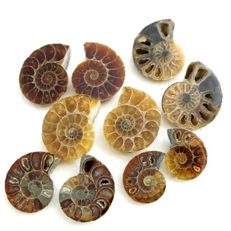 Rocks Geodes Fossil Nautilus Fossil Ammonite Fossil Cephalopod Fossil