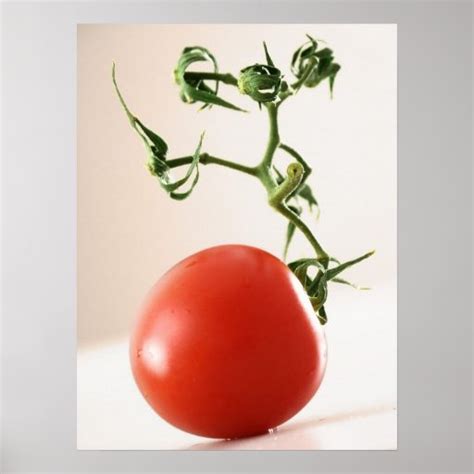 Tomato Poster Zazzle