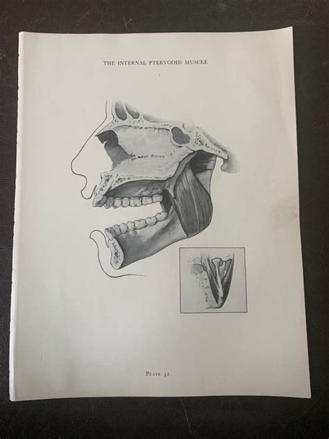 Vintage Dental Pictures Of The External Pterygoid Mus Gem