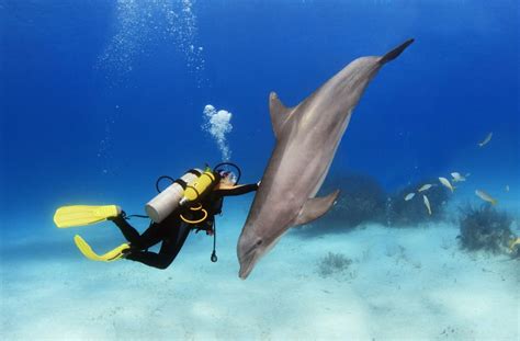 Swimming With Dolphins While Diving Benefits And Risks