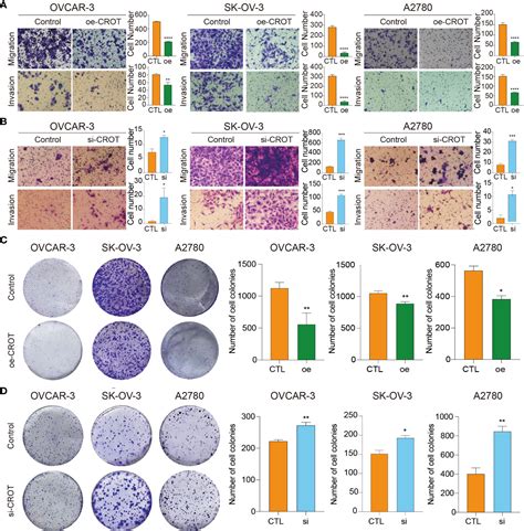 Frontiers The Mir A P Crot Axis Mediates Ovarian Cancer Cell