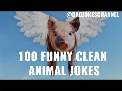 100 Funny CLEAN Animal JOKES - Cat Dog Pig Elephant Duck Rabbit #jokes ...