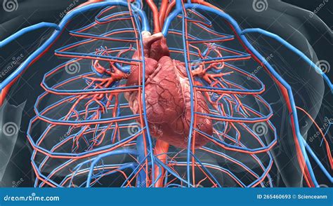 The Circulatory System Consists Of Blood Vessels That Carry Blood To