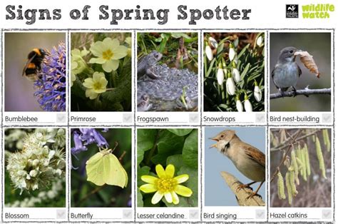 Wildlife Spotting Sheets Teaching Resources Countryside Classroom