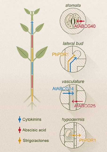 Representation For The Chemical Structures Of All Phytohormones Discussed Download Scientific