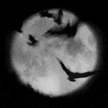 Why do Mexicans tie stuffed animals to their trucks? - The Pub