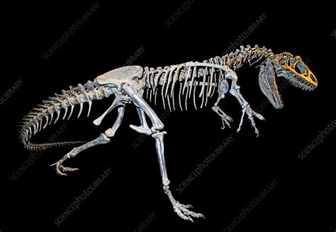 Allosaurus Stock Image C0390316 Science Photo Library