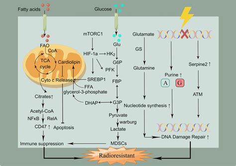 The relationship between metabolic reprogramming and radioresistance ...