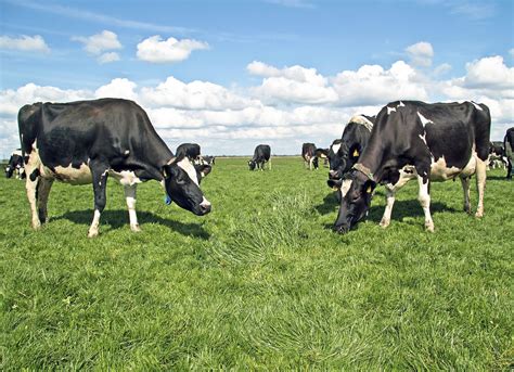 Canada announces new rules for dairy cow farms - BC SPCA