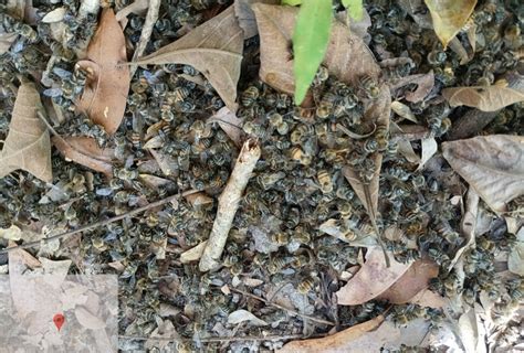 Uso irregular de defensivo agrícola causa mortes de abelhas em Sorriso