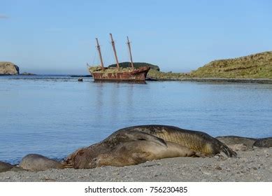 Best Elephants Having Sex Royalty Free Images Stock Photos Pictures Shutterstock