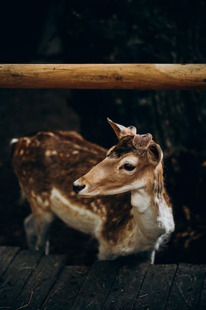 Premium Photo Cute Spotted Deer With Big Eyes Without Horns