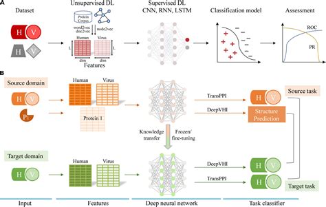 Frontiers Deep Learning Powered Prediction Of Human Virus Protein Protein Interactions