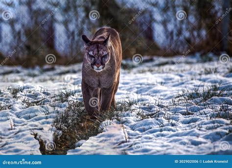 The Cougar Puma Concolor Stock Photo Image Of Rock 302902006