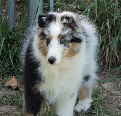 Blue Merle Sheltie by Midnight-Dove on DeviantArt